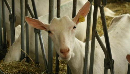 Agriturismo Les Ecureuils - Foto 4