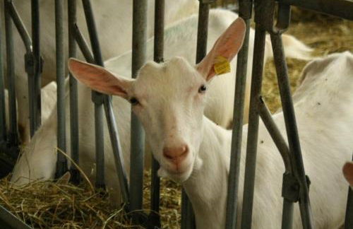 Agriturismo Les Ecureuils - Foto 4