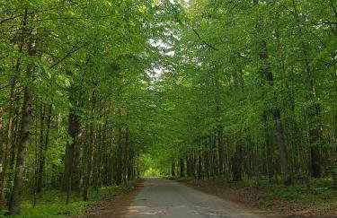 Serce Nieznanego Boru - Foto 9