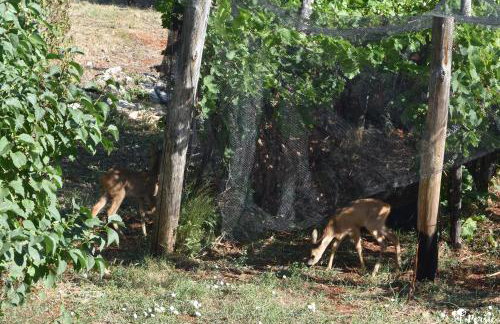 Apartman Peršić - Foto 62