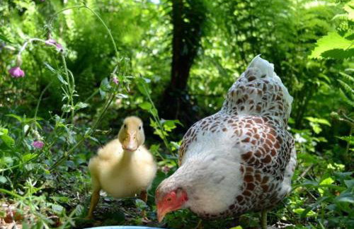 Rhydyfantwn Fach Cottage, Cardigan - Foto 28