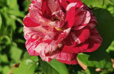 Kardiakafti Village - Foto 53