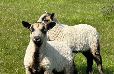 Amazing Sunsets and Sea Views - Lodge Cabin Farm Stay - Caol Ila - Lodge 8 - Photo 27