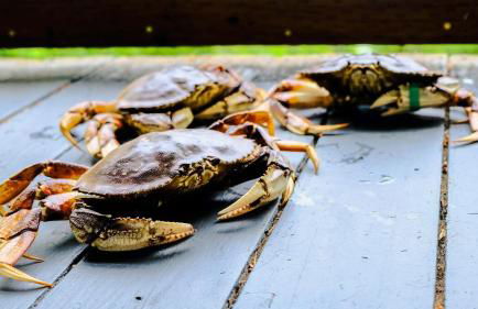 Hoodsport Memory - Beach View, Oysters & Near Olympic Forest - Foto 20