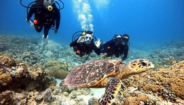Una tartaruga nel Mar Rosso