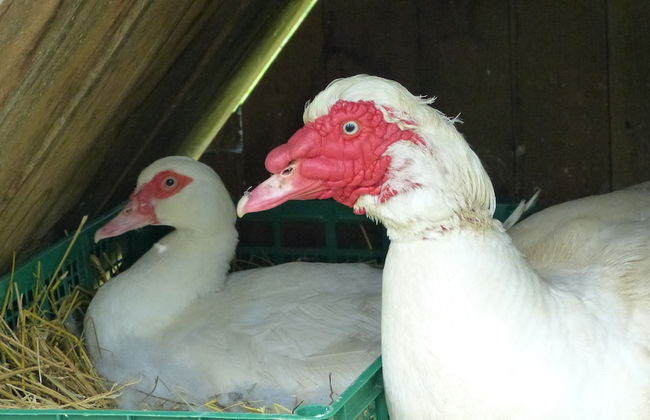 Cerqua Rosara Residence - Foto 14