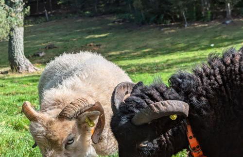 Gîte Nature au Chambon-sur-Lignon: Terrasse, Wifi, Proche Activités et Commerces - FR-1-582-137 - Foto 29