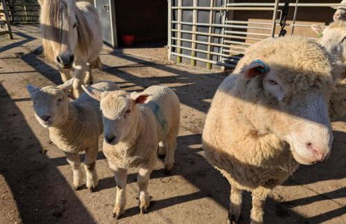 The Cabin Leat Road - Foto 17