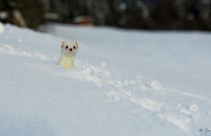 Chez Francine - Photo 54