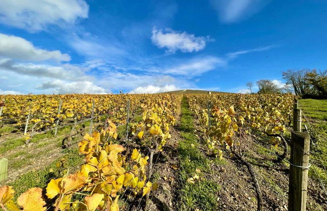 Visite sur le thème du champagne à Épernay, Hautvillers et Mareuil - Photo 11