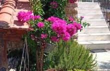 Lena's Family Home - Foto 3