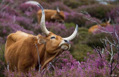 Casa das Falagueiras - Foto 40