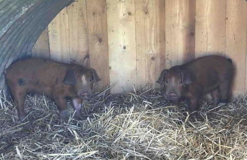Light & Airy Vaulted Barn Conversion with a View - Photo 2