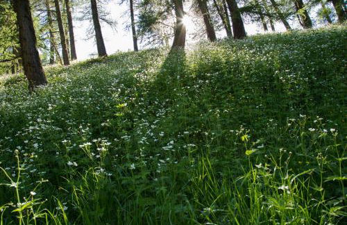 Gites L'épilobe - Foto 20