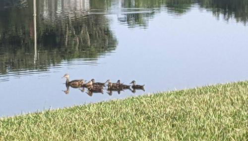 Port Saint Lucie A Little Piece Of Heaven- Peaceful Lake view Apartment- 1 min from I95 and Turnpike - Foto 5