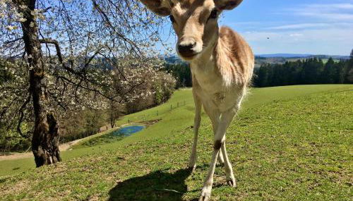Ferienappartements Rausch - Foto 2