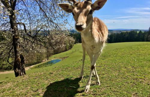 Ferienappartements Rausch - Foto 2