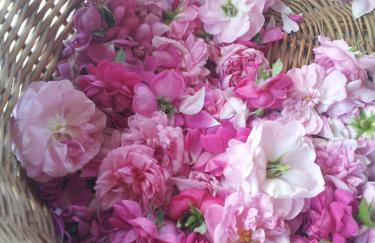 Domaine en Terre Happy - Foto 105