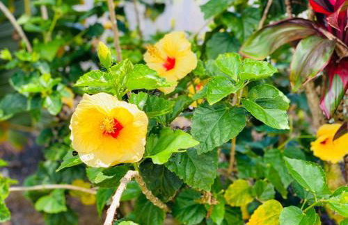 Tropical Retreat GuestHouse - Foto 28