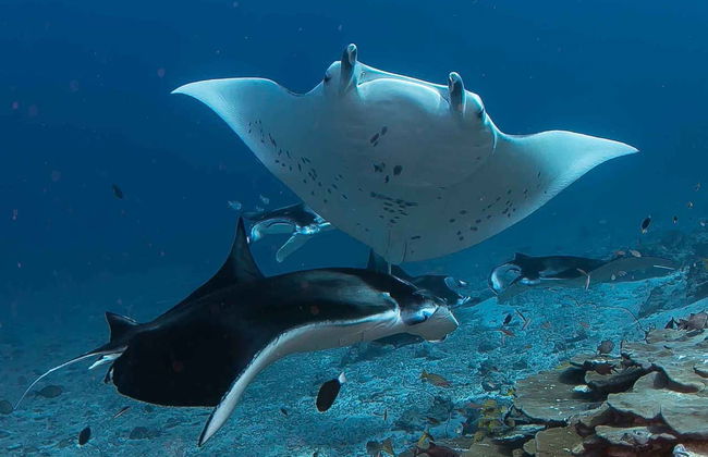 Immersione ad Addu - Foto 3