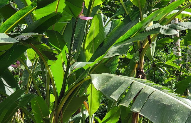 Jaco-carara 3 Bdrm Surrounded by Rainforest With Private Pool - Foto 52