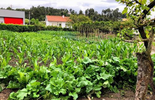Casinha da Avó Rosário - Foto 30