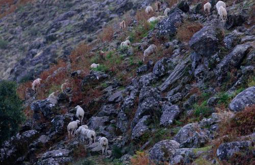 Abejas 1 de El Vergel de Chilla - Foto 58