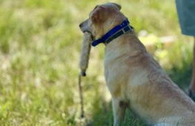 Country Retreat with ponds-views-porches & pups - Foto 49