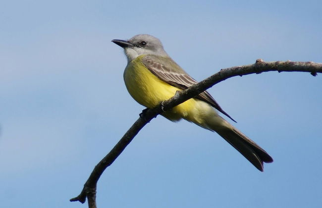 Mini Pini Birdwatching and Cenote Loft4 you Only - Foto 36