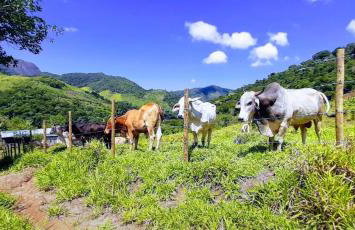 Fazendinha Paraíso - Foto 33
