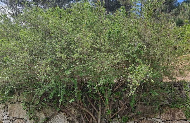 Quinta de Leandres - Foto 42