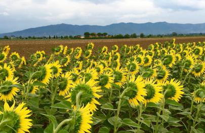 Agriturismo La Colmata - Foto 47