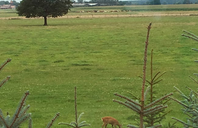 Idyllische Ferienwohnung mit Garten - Foto 13