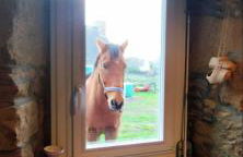 Coeur de granit rose, meublé alliant le charme de l'authentique breton et du confort, classé 3 étoiles, à 5mn de 13 plages de la réputée cote de granit rose - Foto 59
