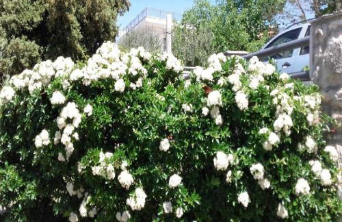 Apartments Smilje i Maslina - Photo 29