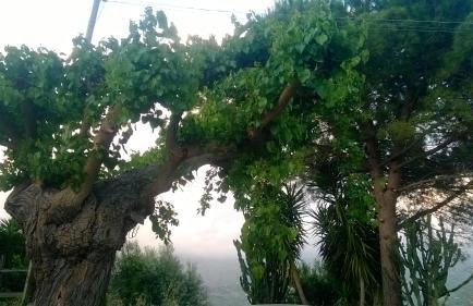 Casa Vacanze Diamante - Photo 10