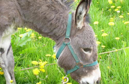 Gîte et Relais Equestre de Marie - Foto 44