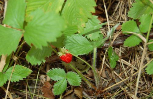 Domek Zofiówka dostęp na kod - Foto 32