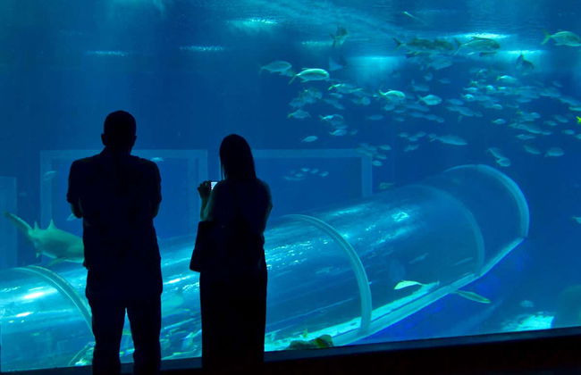 Olympic Boulevard Tour and AquaRio - Photo 2