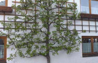 Ferienwohnung Dietz - Foto 12