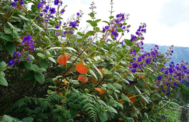 Tour do café por Medellín - Foto 9
