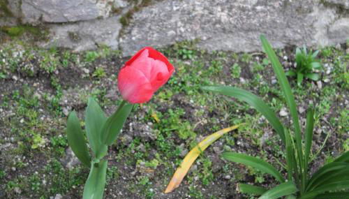 Casa de Requeixo - Foto 2, Garden view