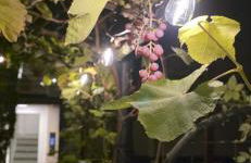 Exotic Tropical Palace - ComfyHome Apartments Stuttgart - Foto 71