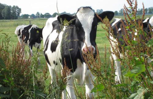 Hof Becker - Weidenblick - Photo 9