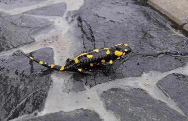 Dom Salamandra z panoramą gór - Foto 7