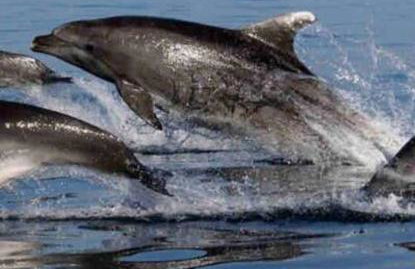 The Holiday Hoose - Foto 50