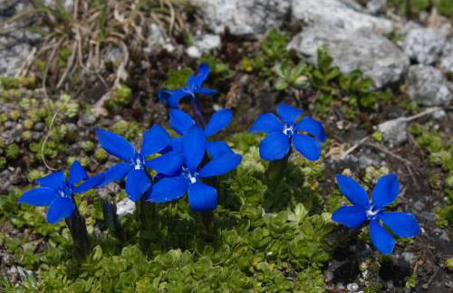 Panorama-Apartments Oberkofl - Photo 54