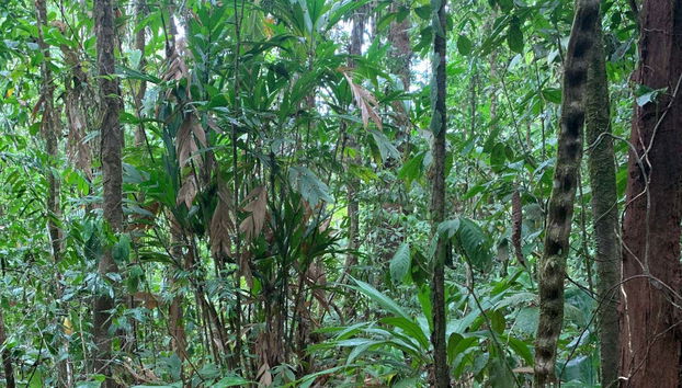 Costa Rica's green paradise