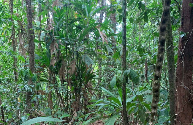 Excursão à selva de Corcovado - Foto 1