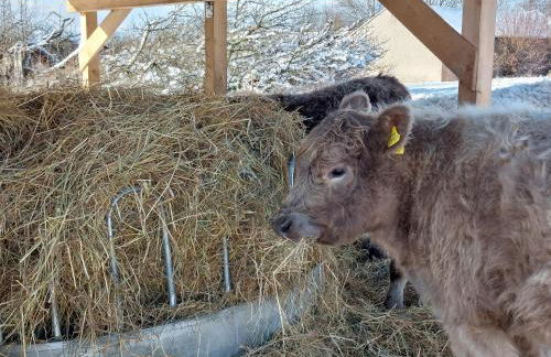 Ferienwohnung auf dem Land - Foto 22